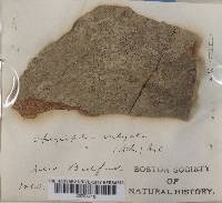 Opegrapha vulgata var. vulgata image