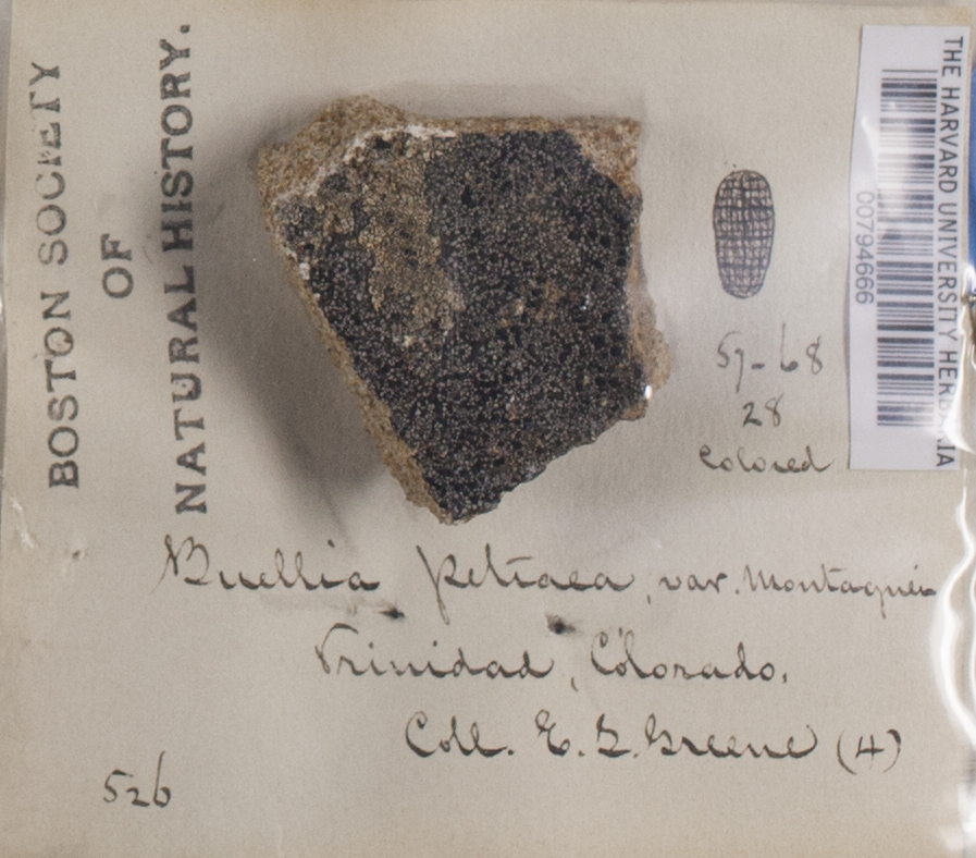 Buellia petraea var. montagnei image