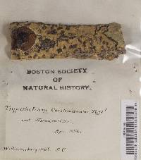Trypethelium carolinianum image