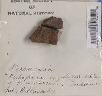 Verrucaria nigrescens f. nigrescens image