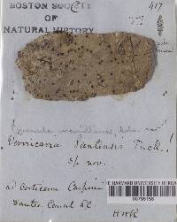 Pyrenula mamillana image