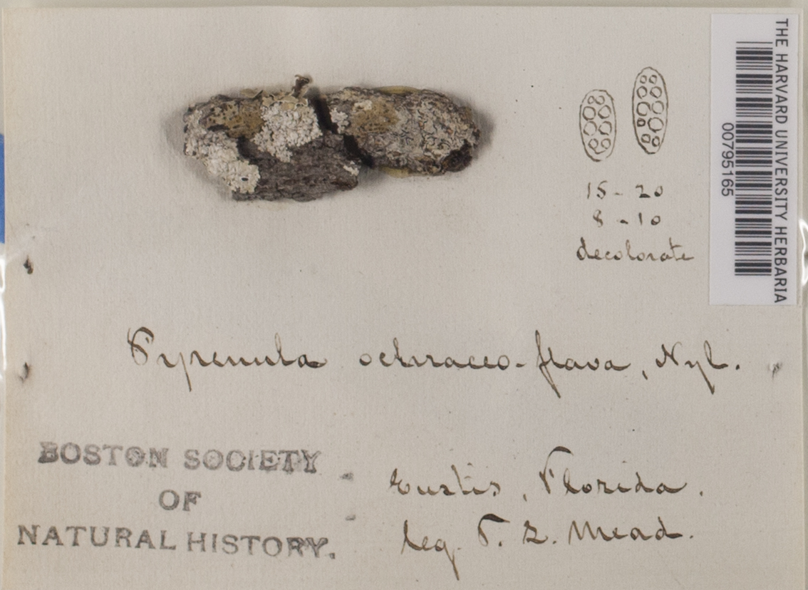 Pyrenula ochraceoflava image