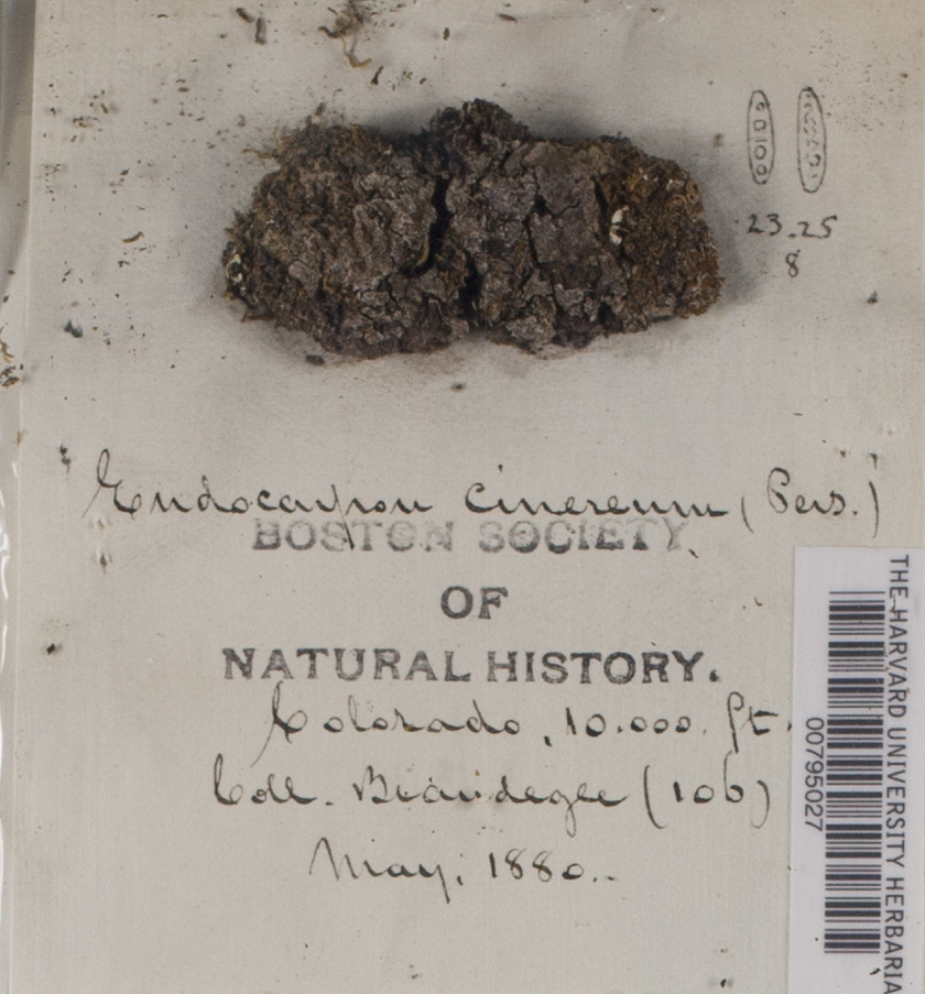 Catapyrenium cinereum image