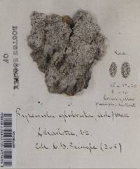 Pyrenula glabrata image