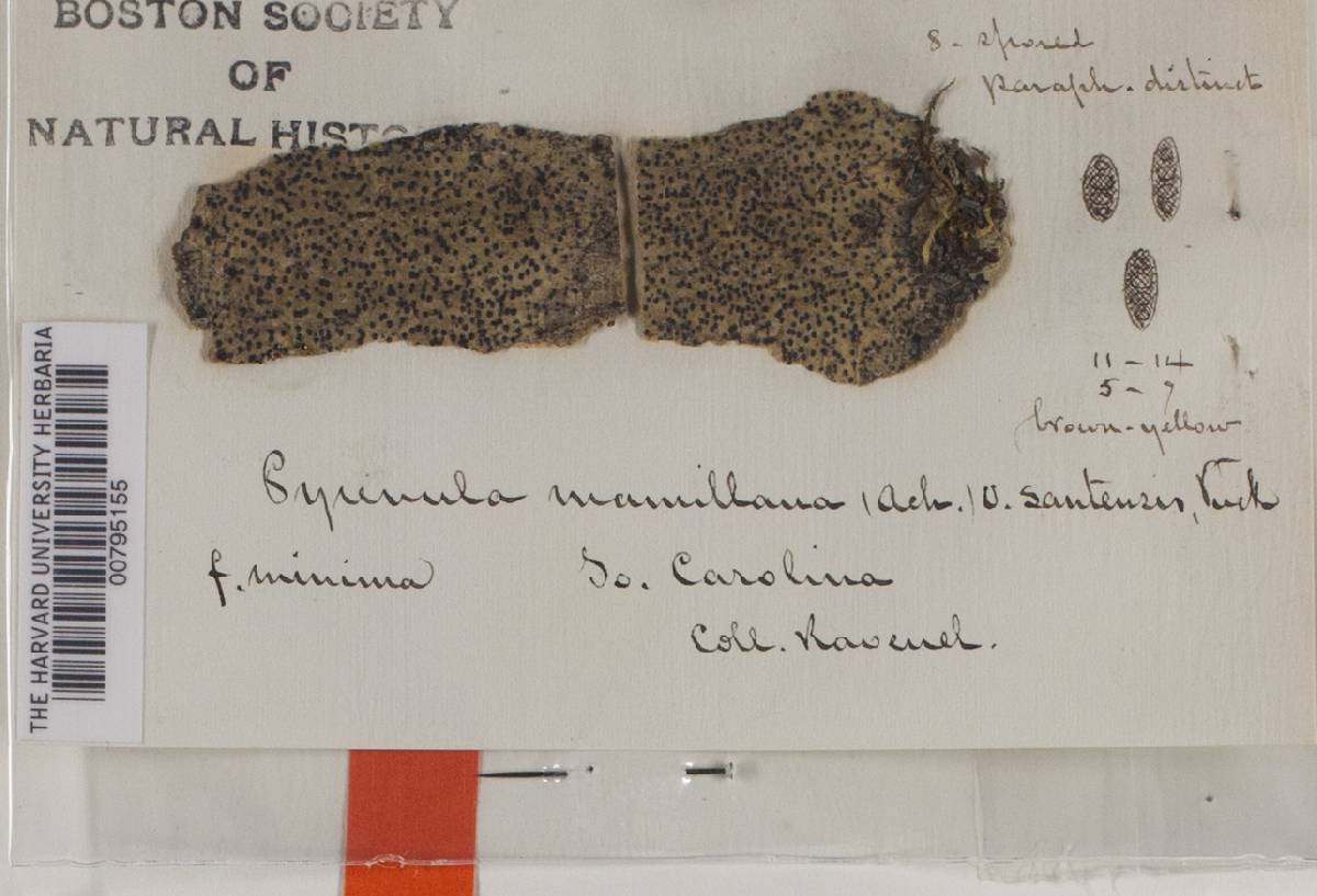 Thelidium image