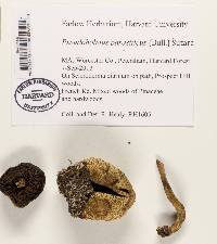 Pseudoboletus parasiticus image