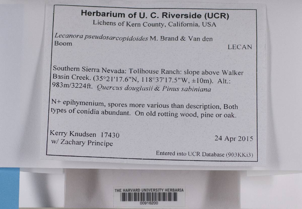 Lecanora pseudosarcopidoides image