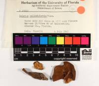 Boletus pallidiceps image