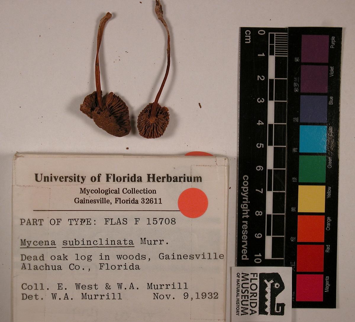 Mycenaceae image