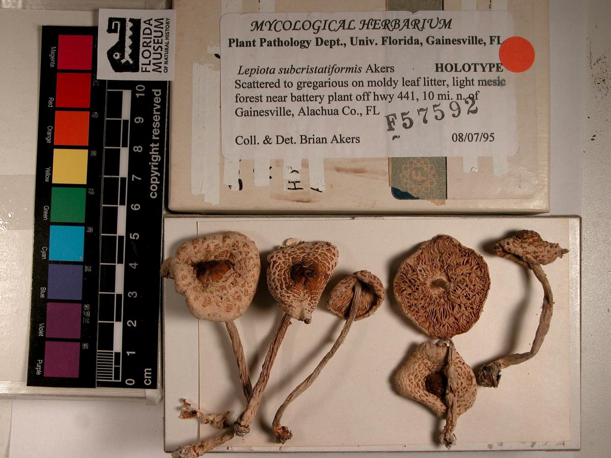 Lepiota subcristatiformis image