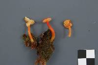 Hygrocybe squamulosa image