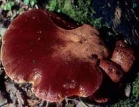 Fistulina hepatica image