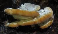 Fomitopsis spraguei image