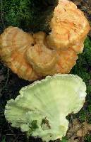 Laetiporus huroniensis image