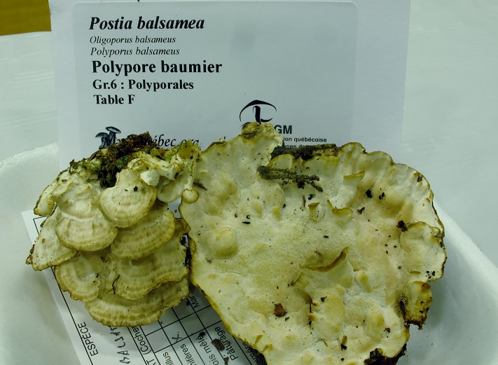 Postia balsamea image