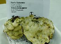 Image of Postia balsamea