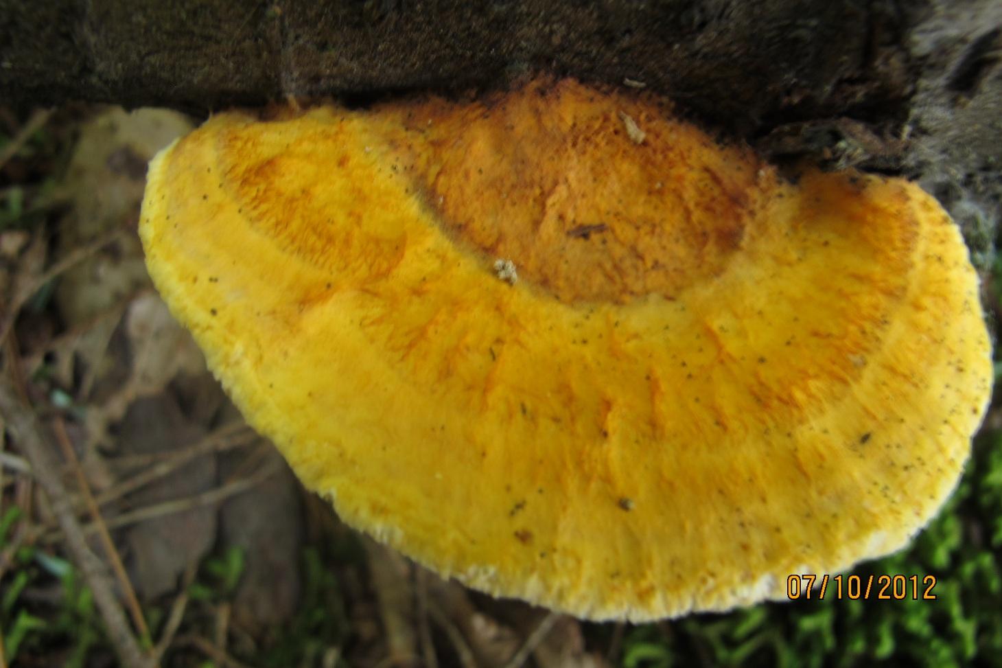 Pycnoporellus fulgens image