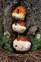 Fomitopsis pinicola image