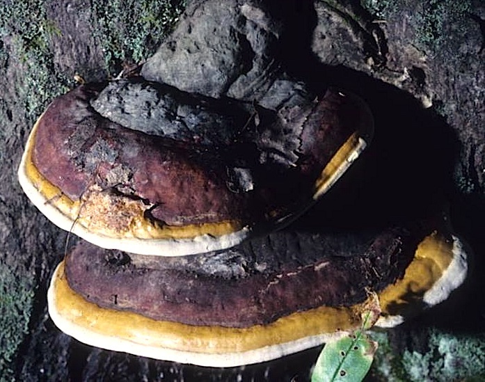 Fomitopsis pinicola image