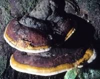 Fomitopsis pinicola image