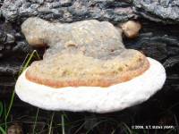 Fomitopsis pinicola image