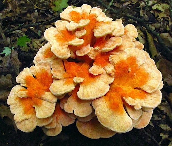 Laetiporus cincinnatus image