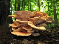 Laetiporus cincinnatus image