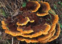 Image of Polyporus schweinitzii