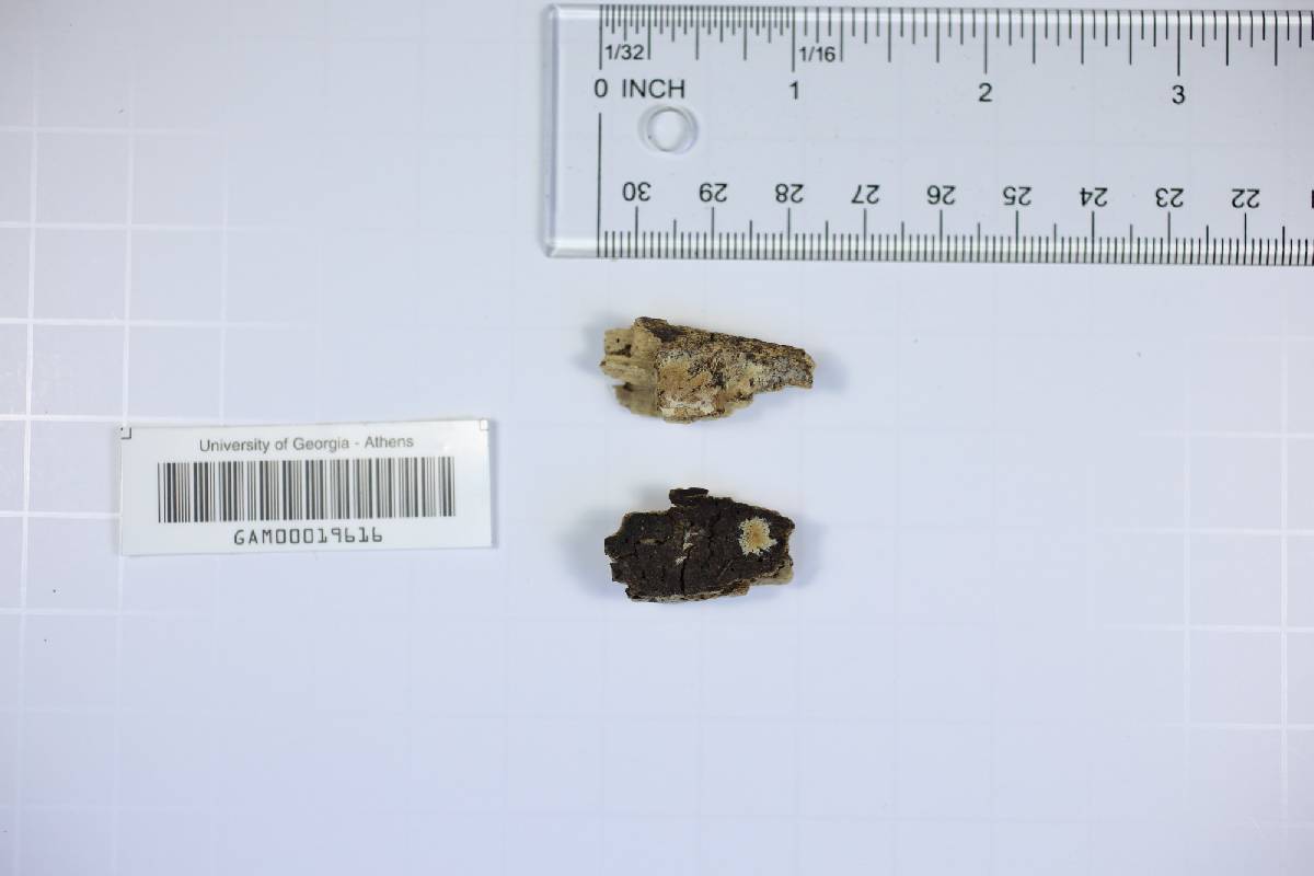 Asterostroma medium image