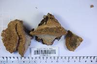 Daedalea quercina image
