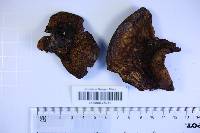 Fistulina hepatica image