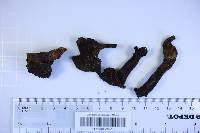 Fistulina hepatica image