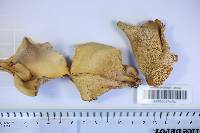 Favolus tenuiculus image