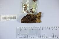 Panellus pusillus image