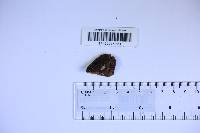 Phellinus conchatus image