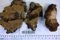 Phellinus conchatus image