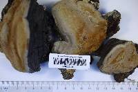 Phellinus igniarius image