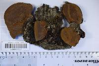 Phellinus igniarius image