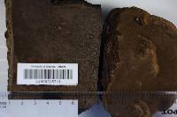Phellinus igniarius image