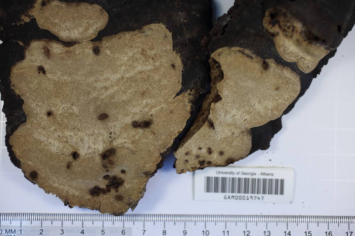 Fomes lividus image
