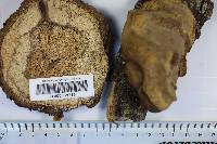 Fomes everhartii image