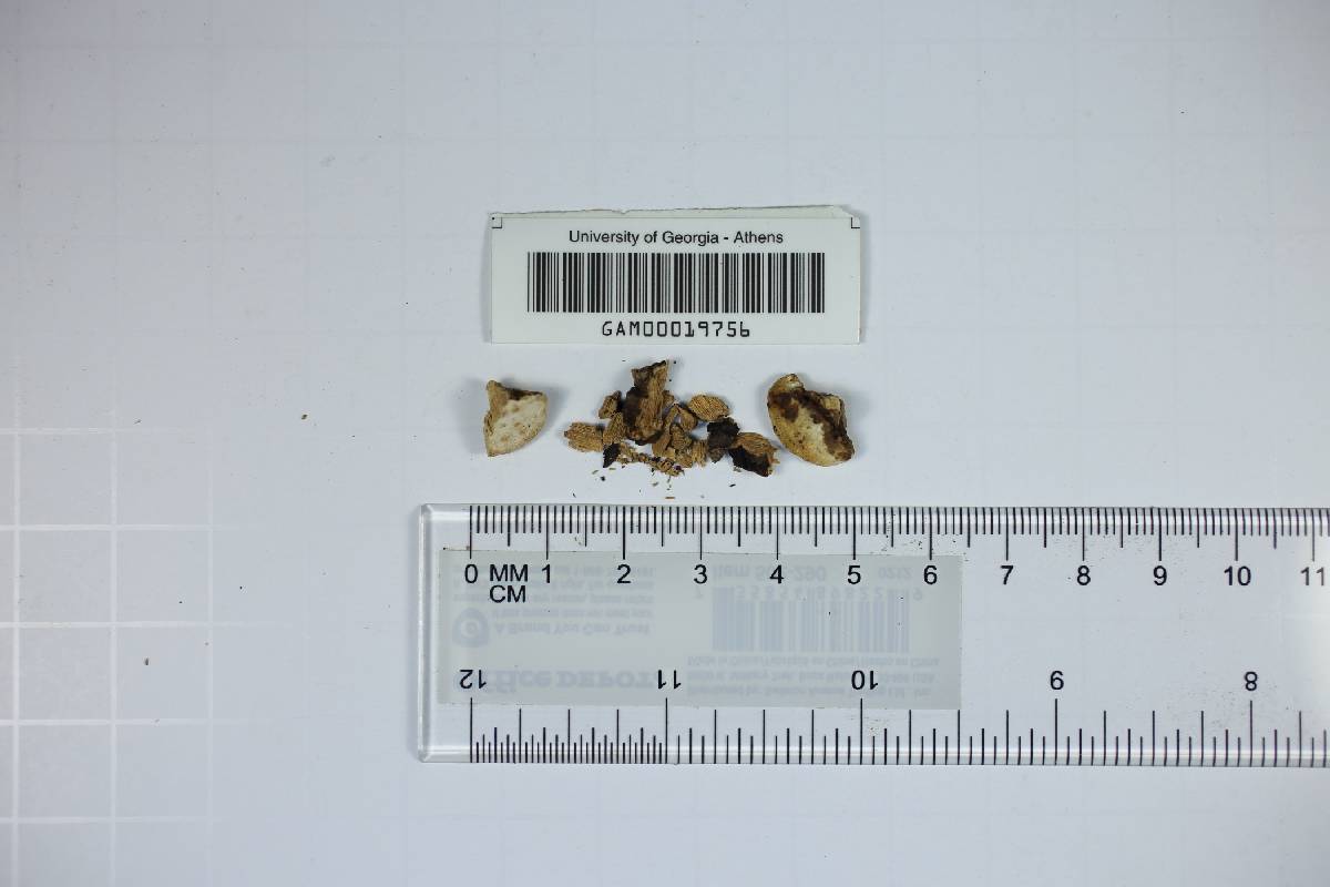 Fomes ohiensis image