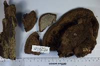 Ganoderma lobatum image