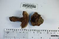 Hydnum velutinum image