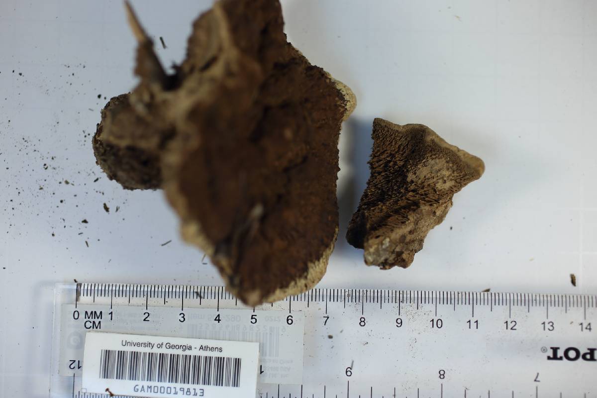 Phellodon putidus image