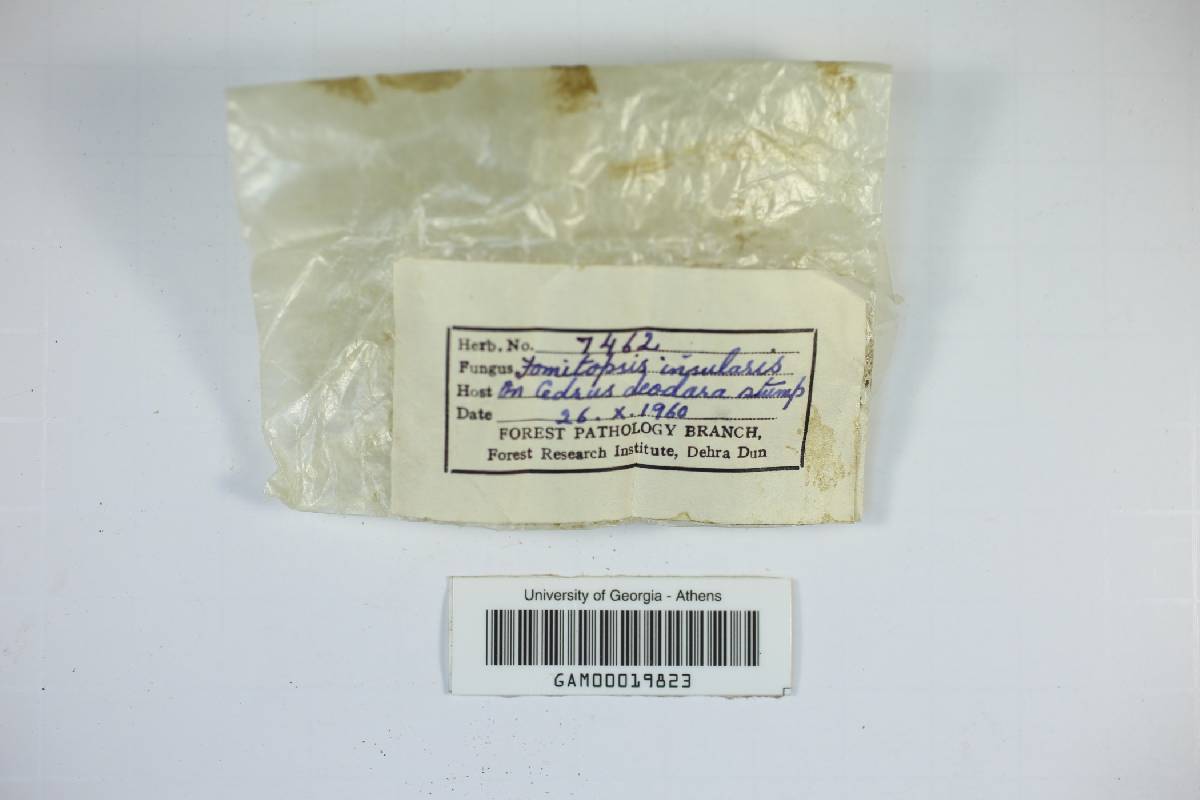 Fomitopsis insularis image