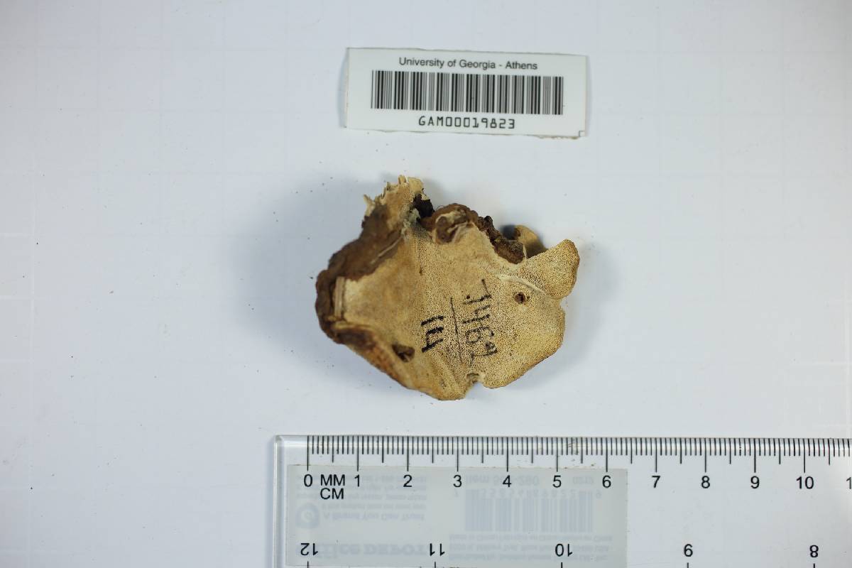 Fomitopsis insularis image
