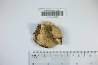 Fomitopsis insularis image