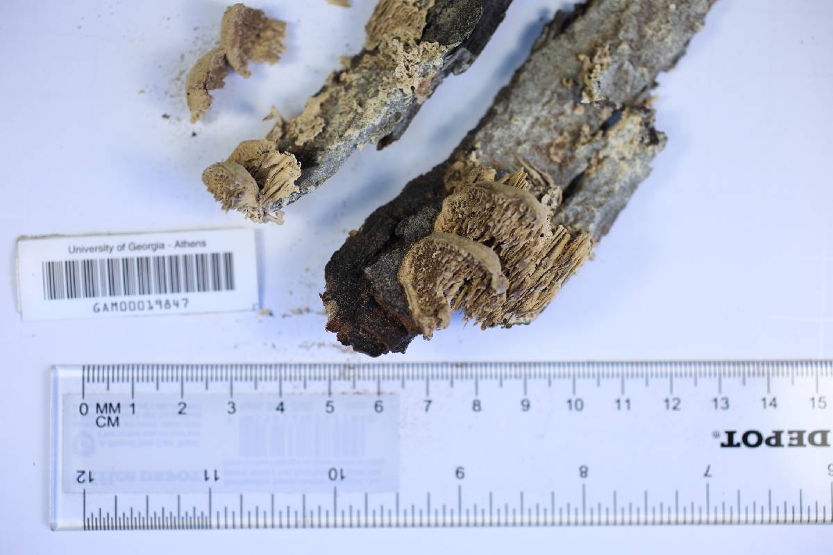 Irpex mollis image