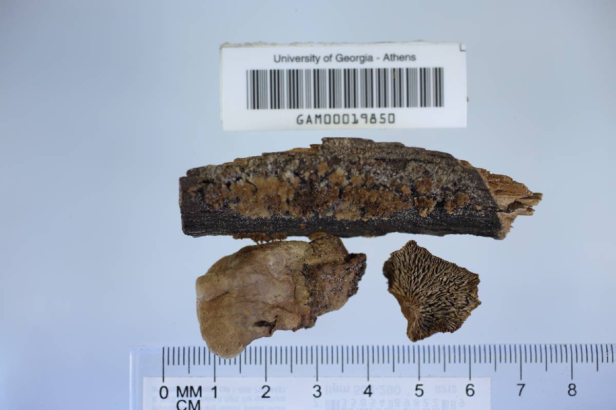 Gloeophyllum striatum image